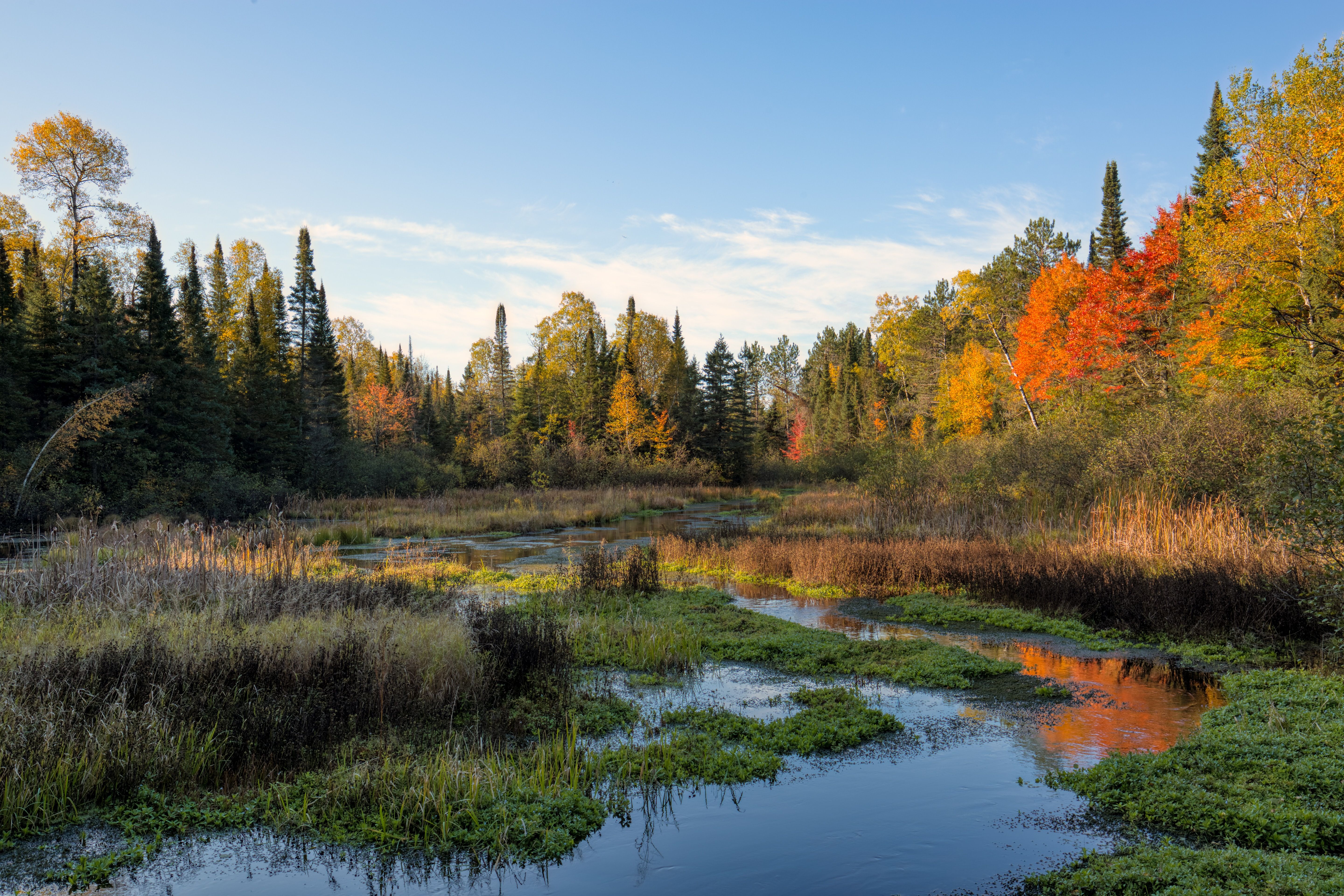 An image of a Wisconsin marsh surrounded by woods in autumn. The colors include a blue stream, green ground-cover and aquatic plant life, and orange, yellow, green and gold foliage on the trees.